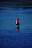 Roseate Spoonbill getting rady to fly